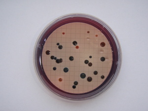 Stanovení fekálních koliformních bakterií